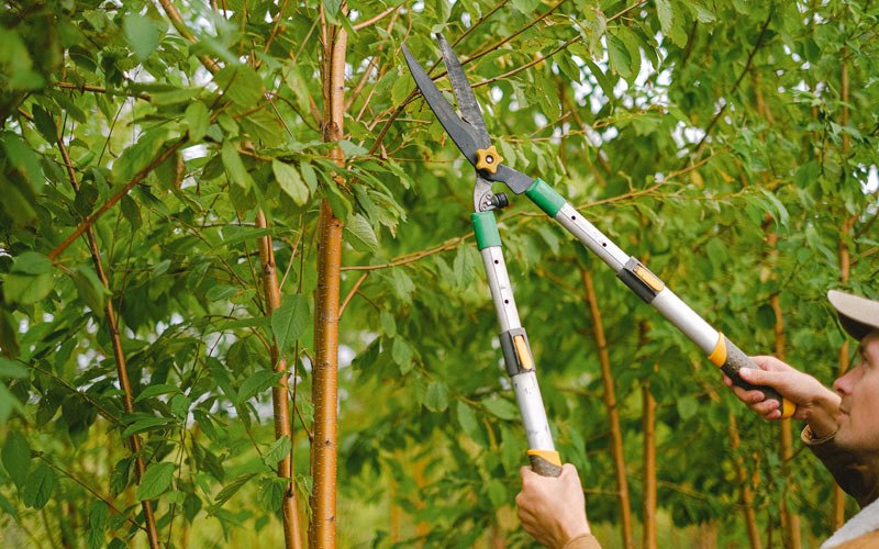 Tree trimming in Paw Paw, IL
